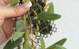 60-Bulbophyllum-congestumsyn-odoratissimum-var-odoratissimum-BS-12-40