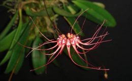 73-Bulbophyllum-gracillimum-BS-20