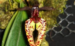 78-Bulbophyllum-lasiochilum-Red-BS-12-40