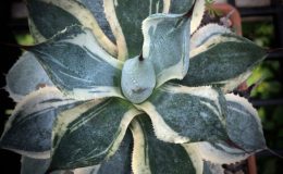 Agave potatorum Trade Winds marginata – пример взрослого растения