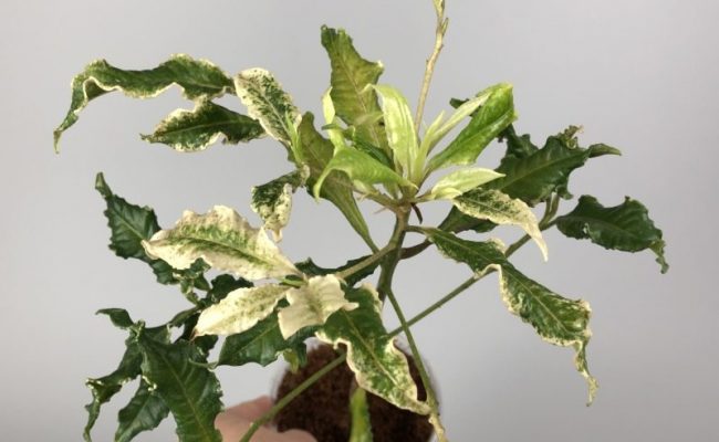 Ardisia japonica crispy white variegata 60