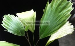 Arenga-hookeriana-variegataS-90