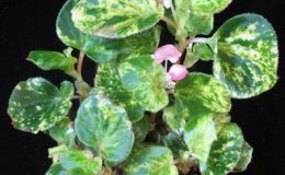 Begonia-T26-variegated-12-e1451240866128