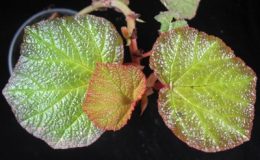 Begonia-T43-12