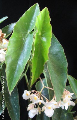 Begonia (T45) 12