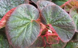 Begonia-thelmae-var-major-12