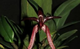 Bulbophyllum-Meen-Garuda-