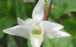 Dendrobium-crumenatum-southern-Thailand-wild-orchid-24
