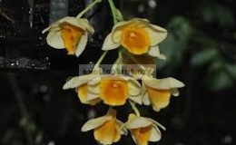 Dendrobium-griffithianum