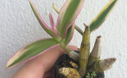 Dendrobium-hybrid-dwarf-variegated-pink-flower-20