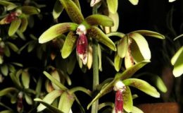Dendrobium-munificum