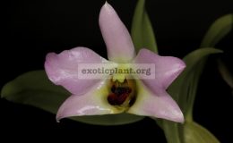 Dendrobium-trantuanii
