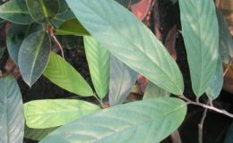 Enicosanthum-sp.-Chanthaburi-Annonaceae-35-