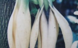 Enicosanthum-sp.T01-Annonaceae-35
