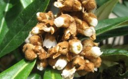 Eriobotyra-japonica-Loquat-Rosaceae-TF-35-