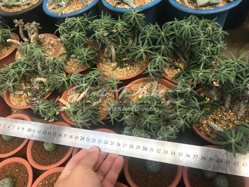 Euphorbia cylindrifolia v. tuberifolia /  Эуфорбия цилиндрифолия разновидность туберифолия, 15-30-100