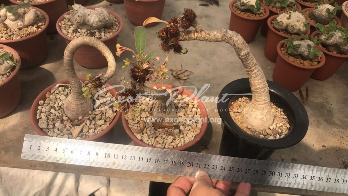 Euphorbia ramena / Эуфорбия рамена 200