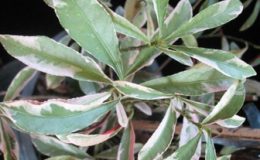 Exoecaria-cochinchinensis-variegated-narrow-leaf-20