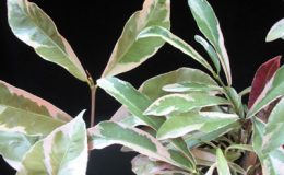 Exoecaria-cochinchinensis-variegated-narrow-leafсправа