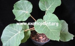 Ficus-abulitifolia-orange-petiole-South-Africa-44