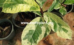 Ficus-altissima-variegata-54