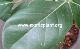 Ficus-benghalensis-23
