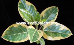 Ficus-benghalensis-Bengal-Tiger-24-
