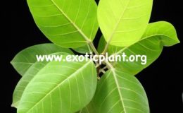 Ficus-benghalensis-Bengal-Tiger-Selection-54
