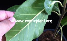 Ficus-benghalensis-var-Krishnae-30-