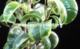 Ficus-benjamina-Twisted-26-