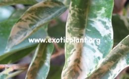 Ficus-benjamina-White-Marble-24-