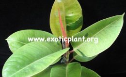 Ficus-elastica-variegated-35-