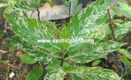 Ficus-erecta-variegata-75