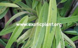 Ficus-irregularis-Sunspray-16