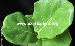 Ficus-lyrata-big-leaf-23-