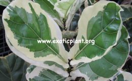 Ficus-lyrata-variegata-90-