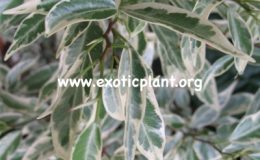 Ficus-microcarpa-Dwarf-albomarginata-30