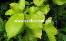 Ficus-microcarpa-Pure-Gold-20