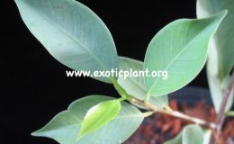 Ficus-microcarpa-Silver-Blue-20
