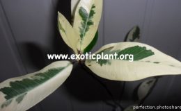 Ficus-microcarpa-albomarginata-23