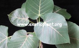 Ficus-petiolaris-S-propagated-by-cutting-45-