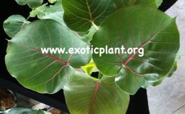 Ficus-petiolaris-from-cutting-45