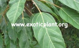Ficus-racemosa-big-leaf-southern-Thailand-25
