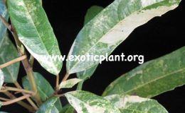 Ficus-racemosa-variegata-75