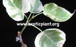 Ficus-religiosa-variegata-100