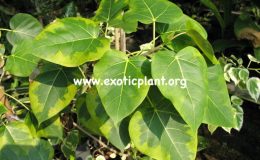 Ficus-rumphii-Siam-After-Glow-20