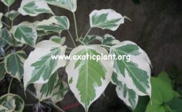 Ficus-rumphii-white-margin-leaf-20