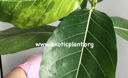 Ficus-sp-T44-variegated-50-