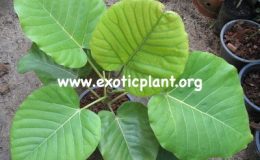 Ficus-sp.T02-Indonesia-Big-leaf-35-