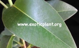 Ficus-sp.T03-Malaysia-45